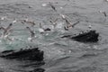 Humpback Whales Feeding. At Surface of Ocean surrounded by seagulls Royalty Free Stock Photo