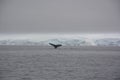 Humpback whales fluke in an iceberg field