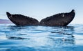 Humpback whales in Hawaii