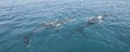 Humpback Whales at Hervey Bay Australia Royalty Free Stock Photo