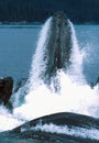 Humpback whales lunge feeding Royalty Free Stock Photo