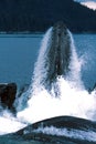 Humpback whales lunge feeding (Megaptera novaeangliae), Alaska, Royalty Free Stock Photo