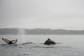 Humpback whales, Megaptera novaeangliae Royalty Free Stock Photo