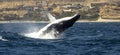 Humpback whales migration routes pacific ocean Royalty Free Stock Photo