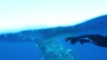 Humpback Whales mother with calf near diver cameramen in blue ocean water.