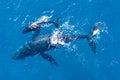 Humpback whales photographed from above with aerial drone off the coast of Kapalua, Hawaii