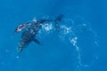 Humpback whales photographed from above with aerial drone off the coast of Kapalua, Hawaii Royalty Free Stock Photo