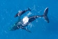 Humpback whales photographed from above with aerial drone off the coast of Kapalua, Hawaii Royalty Free Stock Photo