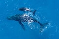 Humpback whales photographed from above with aerial drone off the coast of Kapalua, Hawaii
