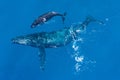 Humpback whales photographed from above with aerial drone off the coast of Kapalua, Hawaii Royalty Free Stock Photo