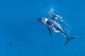 Humpback whales photographed from above with aerial drone off the coast of Kapalua, Hawaii Royalty Free Stock Photo