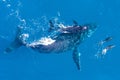 Humpback whales photographed from above with aerial drone off the coast of Kapalua, Hawaii Royalty Free Stock Photo