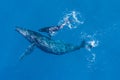 Humpback whales photographed from above with aerial drone off the coast of Kapalua, Hawaii Royalty Free Stock Photo