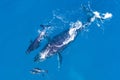 Humpback whales photographed from above with aerial drone off the coast of Kapalua, Hawaii Royalty Free Stock Photo