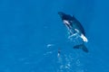 Humpback whales photographed from above with aerial drone off the coast of Kapalua, Hawaii Royalty Free Stock Photo