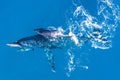 Humpback whales photographed from above with aerial drone off the coast of Kapalua, Hawaii Royalty Free Stock Photo