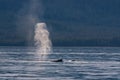 Humpback Whales Spouting Royalty Free Stock Photo