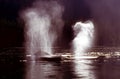 Humpback whales spouting (Megaptera novaeangliae), Alaska, South Royalty Free Stock Photo