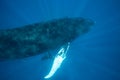 Humpback Whales in Sunlit Water