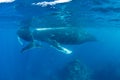 Humpback Whales on Surface of Atlantic Ocean Royalty Free Stock Photo