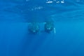 Humpback Whales at Surface of Atlantic Ocean Royalty Free Stock Photo