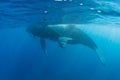 Humpback Whales at Surface of Ocean Royalty Free Stock Photo