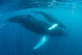 Humpback Whales Swim in the Caribbean Sea Royalty Free Stock Photo