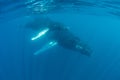 Humpback Whales Swim in the Caribbean Sea Royalty Free Stock Photo