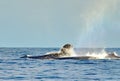Humpback whales swimming on the surface Royalty Free Stock Photo