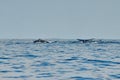 Humpback whales swimming on the surface Royalty Free Stock Photo