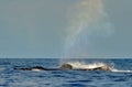 Humpback whales swimming on the surface Royalty Free Stock Photo