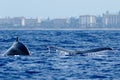 Humpback whales swimming together.