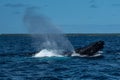 Humpback Whales in Tonga