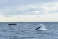 Humpback whales in wildlife