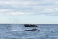 Humpback whales in wildlife