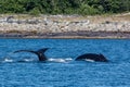 Humpbacks in Alaska