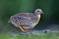 humped back of camouflage brown bird perching over ground in bushy spot, yellow-legged buttonquail