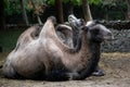 Humped camel