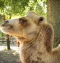 Humped camel from side view smile in zoo.