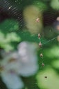 Humped trashline orbweaver (cyclosa turbinata)