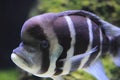 Humphead cichlid