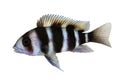 Humphead Cichlid Cyphotilapia frontosa aquarium fish Royalty Free Stock Photo