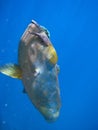 Humphead Maori Wrasse, Australia Royalty Free Stock Photo