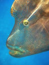 Humphead Maori Wrasse, Australia Royalty Free Stock Photo