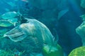 Humphead Maori Wrasse swimming near the Reef underwater. Royalty Free Stock Photo