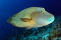 Humphead or Napoleon wrasse, Cheilinus undulatus