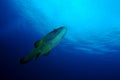 Humphead or Napoleon wrasse Cheilinus undulatus swimming in open water, with sea surface background. Palau, Micronesia Royalty Free Stock Photo