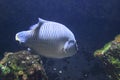 Humphead wrasse