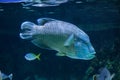 Humphead wrasse Cheilinus undulatus. Royalty Free Stock Photo