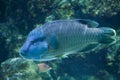 Humphead wrasse Cheilinus undulatus.